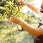5 Reasons to Regularly Trim Your Cincinnati Trees